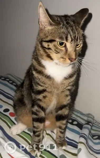 Chat tigré brun perdu près de la Poste St-Sever - photo
