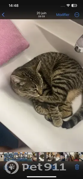 Chatte disparue, sociable, Chemin de la Péraille - photo