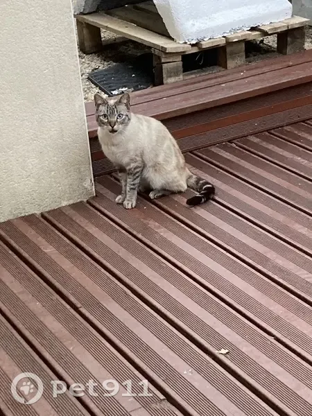 Chat crème trouvé, pattes/queue striées, yeux bleus - photo