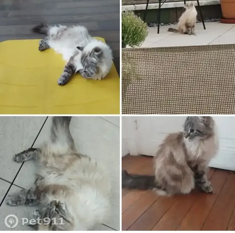 Chatte européenne crème/tigrée perdue, Suresnes - photo