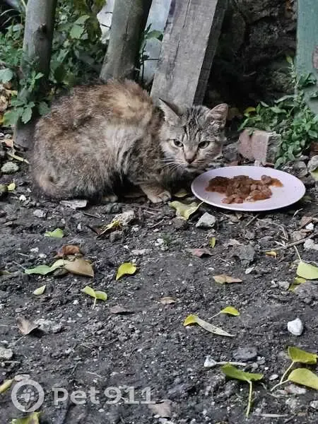Chat trouvé à Chambry, malade et maigre - photo