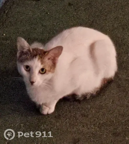Chat blanc et roux trouvé rue Cugnot, Paris 18e - photo