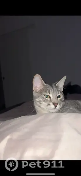 Chat mâle gris-crème perdu à Grenoble - photo