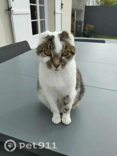 Chat tricolore sans oreilles perdu à Mareuil - photo