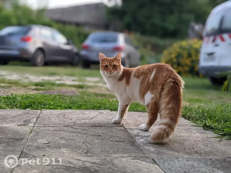 Jeune chat roux et blanc disparu à Pisany - photo