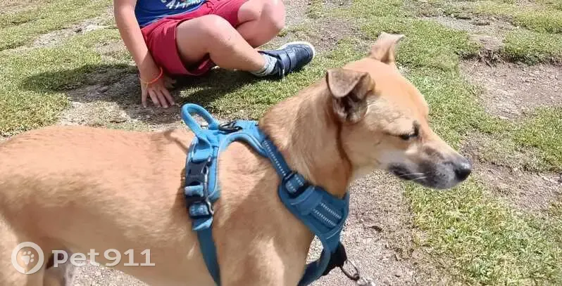 Chien perdu : Liloo, 6 ans, harnais bleu - photo