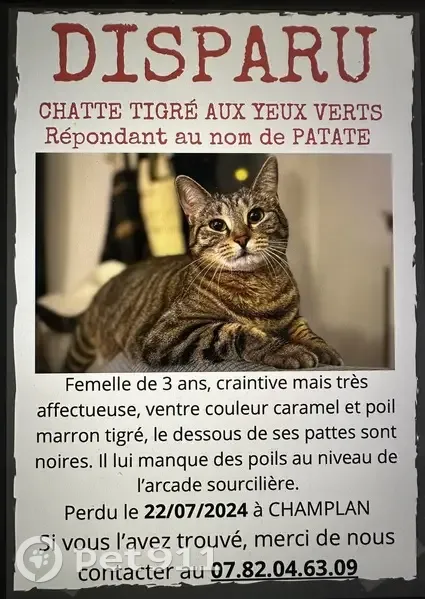 Chatte tigrée craintive disparue à Champlan - photo