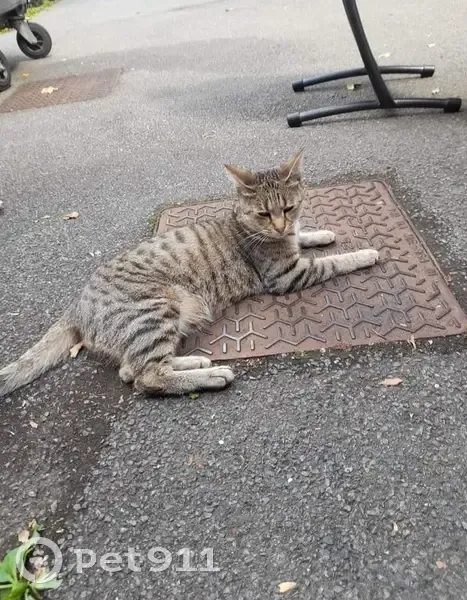 Chat Européen tigré femelle trouvé à Lille - photo