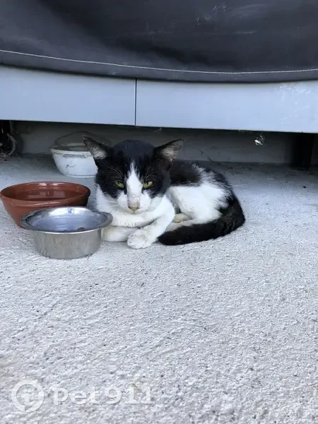 Chat noir et blanc trouvé à Malviès - photo