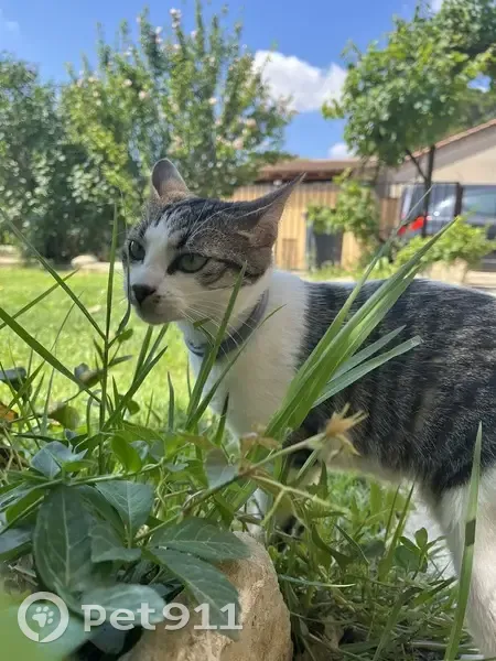 Chat perdu près de Carpentras-Aubignan - photo
