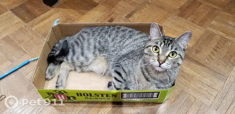 Missing Tabby Cat Bella in Richmond Hill - photo