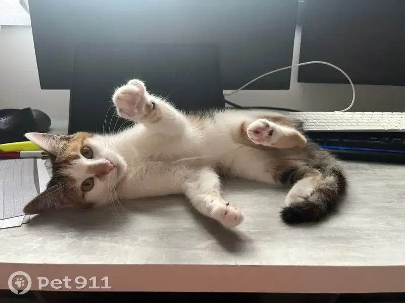 Chatte peureuse disparue à Combaillaux - photo