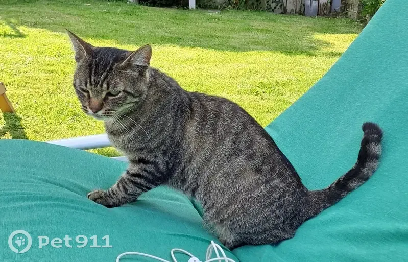 Chat tigré gris trouvé à Saint-Saulve - photo