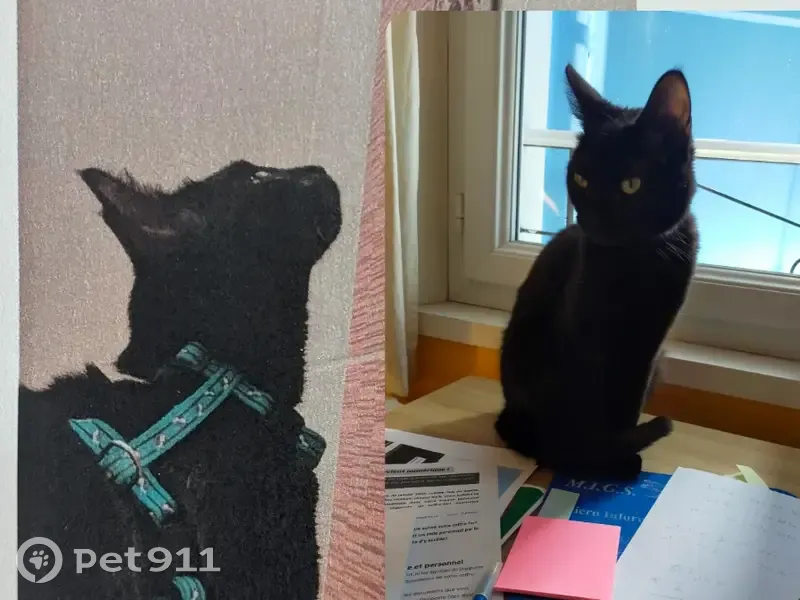 Chatte Touffic disparue, harnais vert, Pau - photo