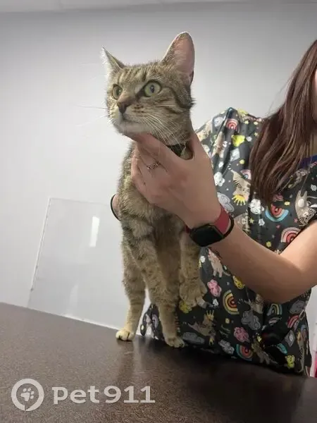Chatte tigrée sociable trouvée à Bourges - photo
