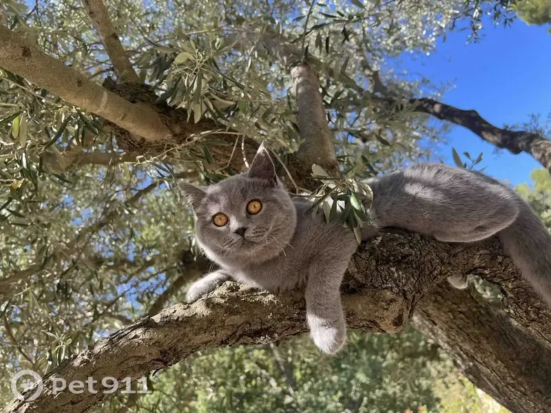 Jeune chat Whisky perdu à St Didier/Beaucet - photo