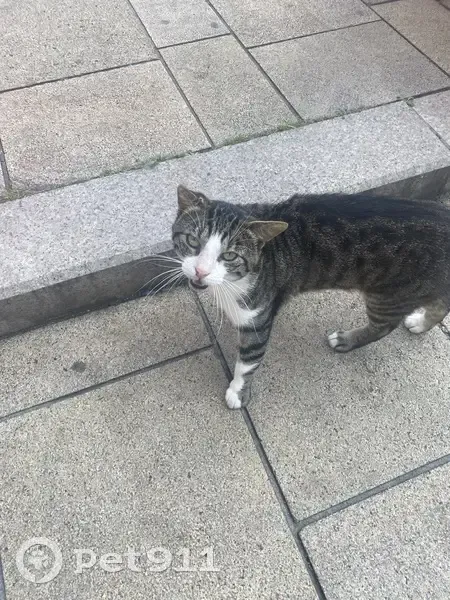 Chat mâle trouvé Place de la République, Le Mans - photo