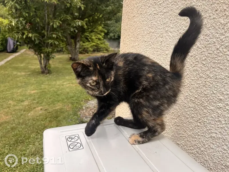 Chat écaille de tortue trouvé à Juillan - photo