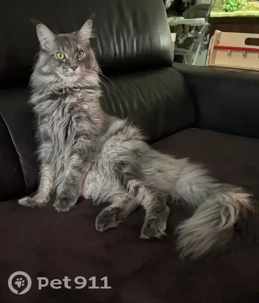Chat Maine Coon femelle perdue à Gagny - photo