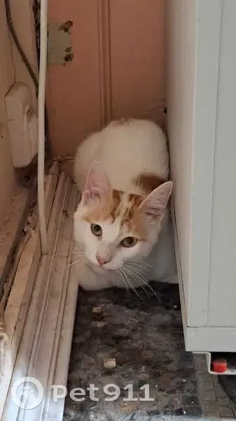 Chat de gouttière blanc et roux trouvé à Troyes - photo