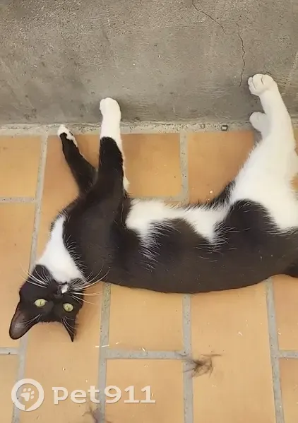 Chatte noir et blanche disparue à Mus - photo