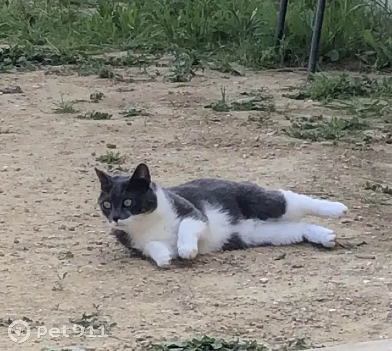 Chat gris et blanc Nalouche disparue à Roujan - photo