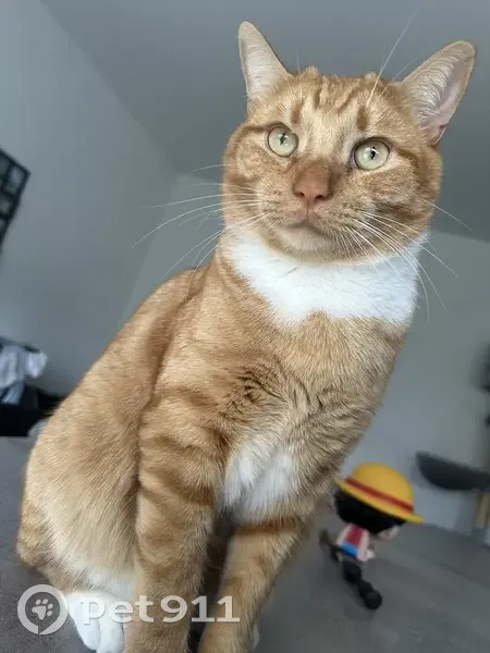 Chat roux mâle disparu à Chanteau - photo