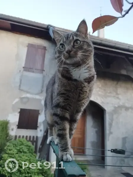 Chat perdu, 3 ans, Avenue de Genève, Annecy - photo