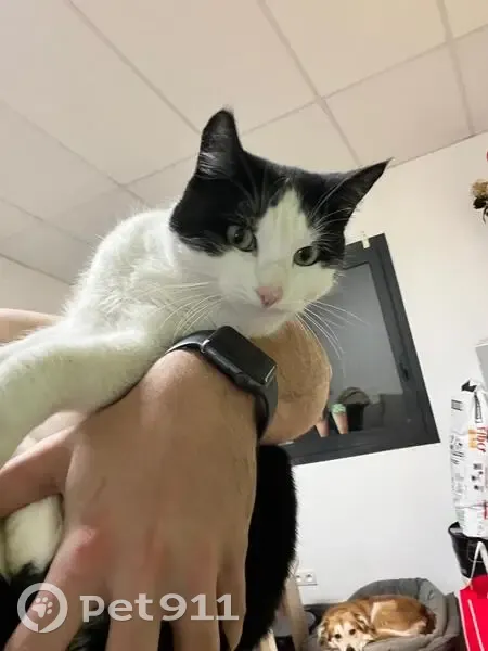 Chatte noire et blanche perdue à Thônes - photo