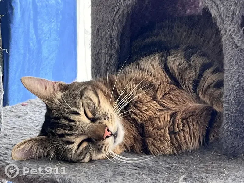 Chat perdu : Gus, Avenue de la 1RE Armée, Caen - photo