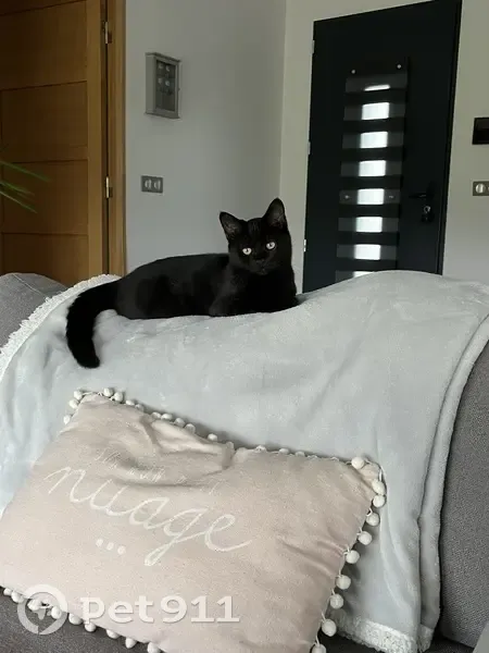 Chat noir perdu à Couffouleux - photo