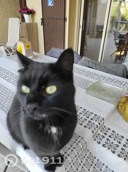 Chat noir affectueux trouvé, tache blanche - photo