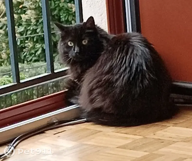 Chat noir disparu à Poitiers, rue du Cuvier - photo