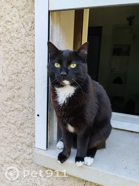 Chat européen noir et blanc disparu à Chaponost - photo