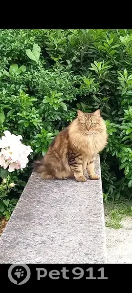 Chat mâle à poils longs perdu à Versailles - photo