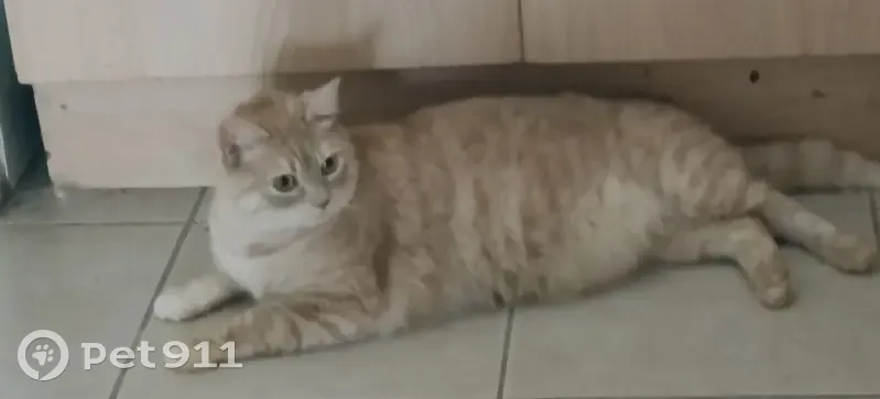 Chat roux perdu, Rue du Château, Val-du-Mignon - photo