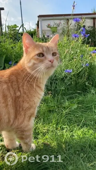Chatte rousse perdue à Marquise secteur Capoolco - photo