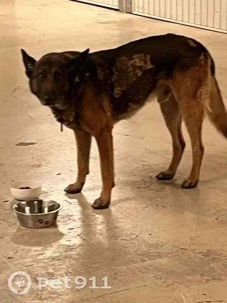 Chien trouvé avec collier, Avenue Simone Veil - photo