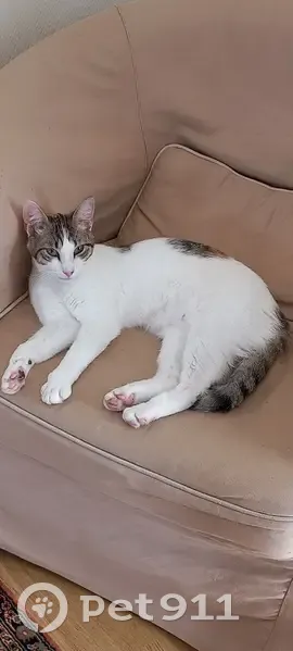 Petite chatte blanche perdue à Pulnoy - photo
