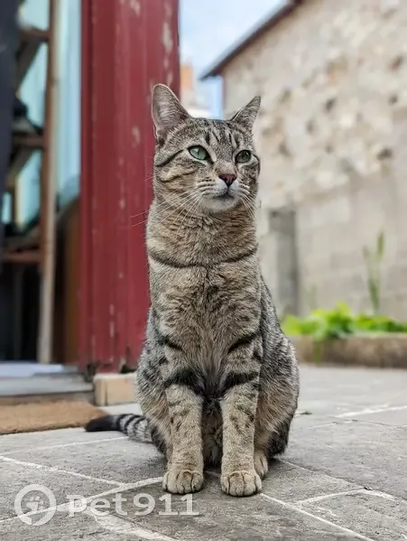 Chat tigré 1 an perdu à Rennes, Maurepas - photo