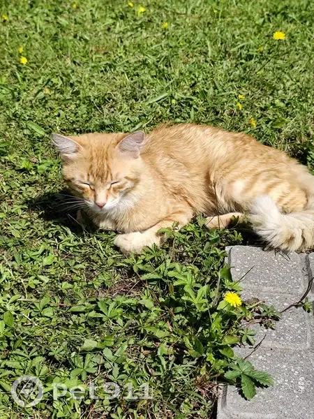 Chat mâle roux trouvé à Saint-Étienne - photo