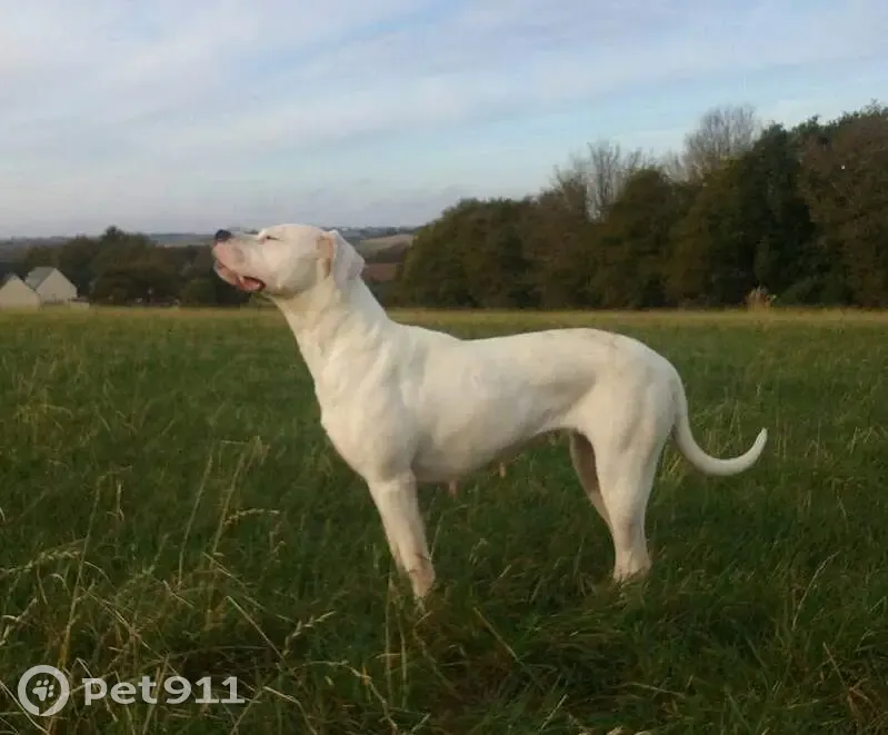 Chien disparu : Dogue argentin blanc, 13 ans - photo