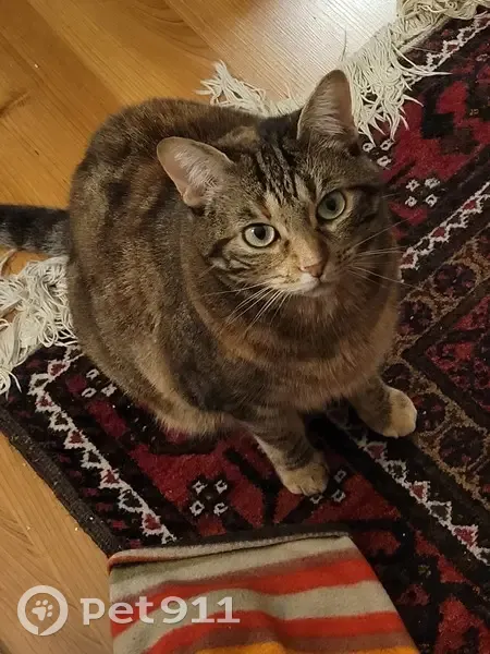 Chatte Européenne 5 ans perdue à Nantes - photo