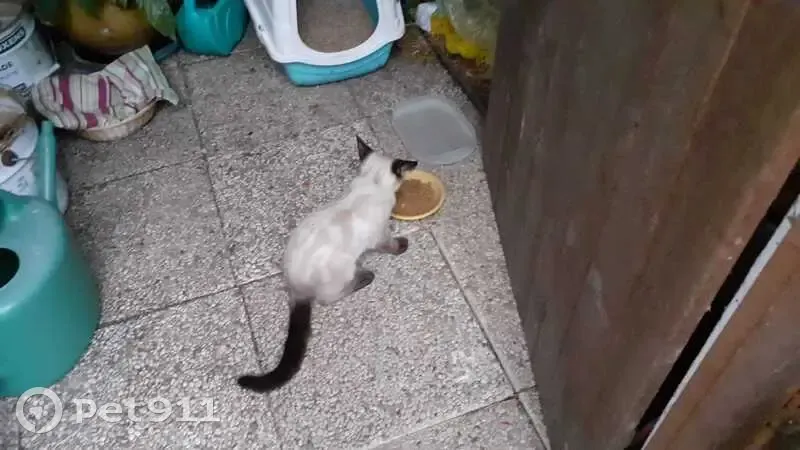 Chat européen trouvé, remis au refuge SPA Bayonne - photo