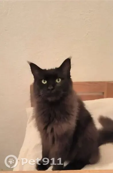 Chat Maine Coon noire perdue, Rue Marc de Saint-Amant - photo
