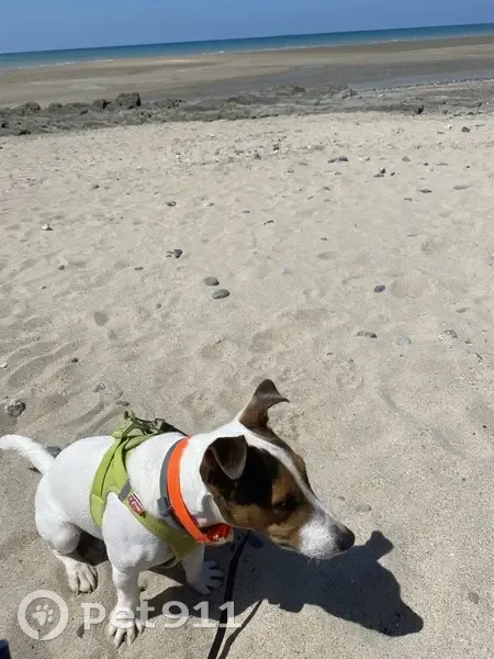 Toby, Jack Russel perdu à Avranches - photo