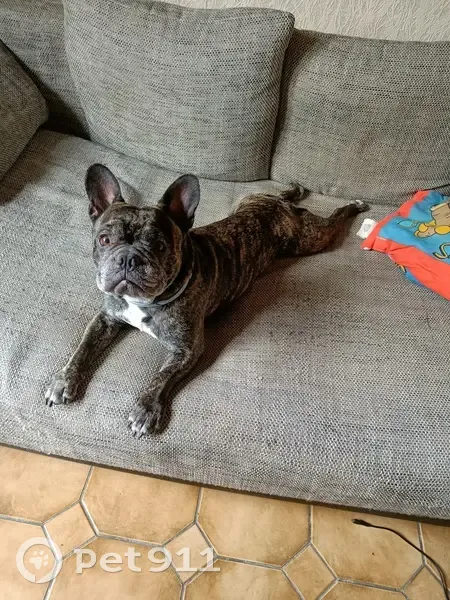 Chien perdu, collier gris, Marly, Grand Est - photo