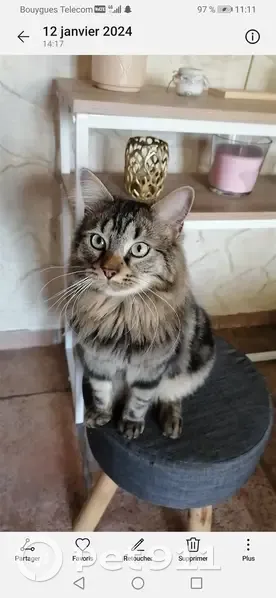 Chat PERDU mâle castré, tigré, Léré - photo