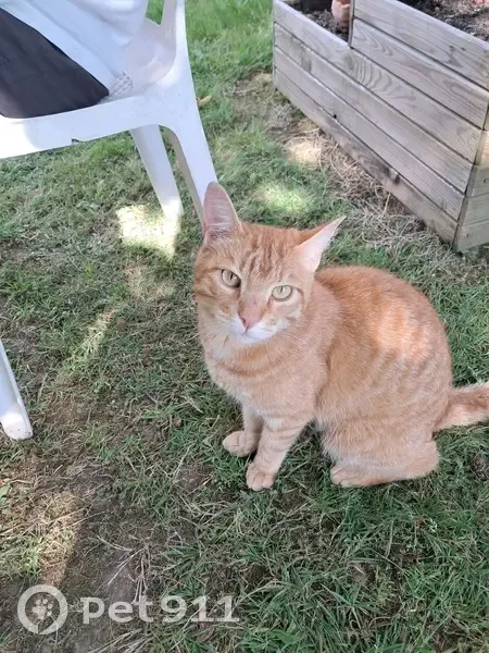 Chat roux mâle castré trouvé, non identifié - photo