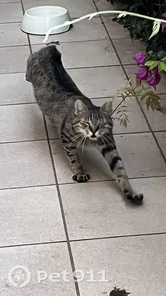Chat âgé trouvé, très câlin, castré à Antibes - photo